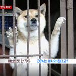 [강아지] 영하 날씨인데 야외 개<b>번식</b>장이야...애기들이 죽고 있어