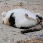 [드루와] <b>동물</b>키우는 애들아