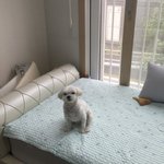 이<b>사온</b> 첫날 울집견공 표정봐..