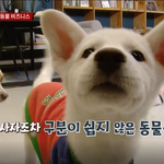 귀여운 <b>백구</b>(시고르자브르) 6마리 보고가요