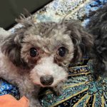 우리집강쥐/ 1살 <b>실버</b>푸들