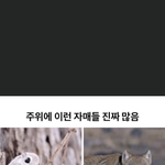 ㅅㅂ 이거 완전 우리 자맨데?