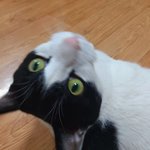 [고양이] 핑<b>코야</b>~~~~~