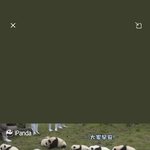일광욕 하는 아기 <b>판다</b>래 ㅋㅋㅋ ㅠㅠㅠ
