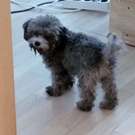 <b>실버</b>푸들 꽃순이 미용했어요