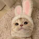 리벨리넛이라는 <b>도넛</b> 알아?