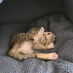 [댓글부탁해] 얘들아 이거 뭔말이었지??ㅜㅜ 무슨단어??