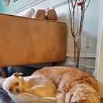[더보이즈] 콥이<b>네</b> 댕댕이들 너무 귀엽당..