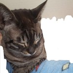[드루와] 우리집 고양이 너무 귀여워엉