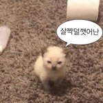 [추반] <b>자다</b> 깨면 꿈 이어서 꾼다 vs 안 꾼다