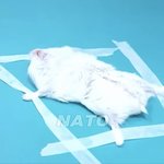 이거 햄스터 입장에선 ㅈㄴ 무서울듯