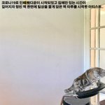 113일 만에 완성한 벽지 한 장?!