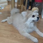 [강아지] <b>구찌</b>짱!!