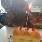 [고양이] 곰이와 여우 일상11