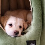 우리가 바로 시고르자브종 오둥이 13