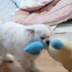 인형 물고오는 우리집 강즤