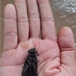 6cm <b>슈퍼</b>파리 발견 ㅎㄷㄷ