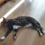 [고양이] <b>귀요</b>미까미4