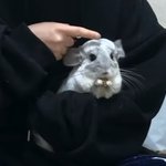 [댓글부탁해] <b>여유</b> 생기면 친칠라나 다람쥐 키우고싶음