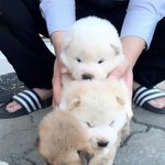 강아지상과 개상의 차이점