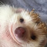 배<b>기범</b> 잘 아는사람ㅠㅠㅠㅠㅠ