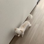 [댓글부탁해] 우리<b>집</b> 댕댕<b>이</b> 개귀엽게 나옴 미친