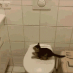 점프력 기네스 고양이.<b>gif</b>