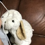 [댓글부탁해] 이 강아지 인형 가지고 계신 분ㅠㅠ