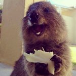 <b>쿼카</b>와 함께라면 우리 행복한 시간