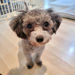 <b>실버</b>푸들 꽃순이 왔어요