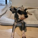 <b>노견</b> 슈나우저 꽃님이왔어요/동생 꽃순이