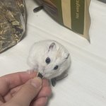 [댓글부탁해] 우리<b>집</b> 햄스터 <b>사진</b> 다 올린다❤️❤️
