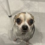 울 집 강아지 개<b>못생</b>