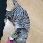 [고양이] 귀요미까미 5