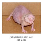 얘네 ㅈㄴ <b>괴상</b>하게 생겼다