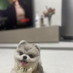 안녕 우리 집 댕댕이 한 번 보고강아지멍멍