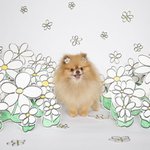 강아지 <b>니모</b>는 이렇게 생겻데