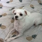 [강아지] 경기도 안산시 <b>몽이</b>가 사라졌어요