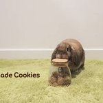 [브라우니] 간식 통 터는 브라우니 <b>ft</b>.롭이어의 똑똑함