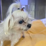 울 강쥐 <b>입원</b>함