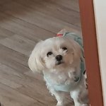 우리 강아지 <b>입원</b>했는데