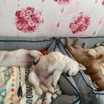 우리가 바로 시고르자브종 오둥이 14