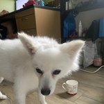 [이것좀봐줘] 강아지<b>셀프</b>미용 후기 ㅎ