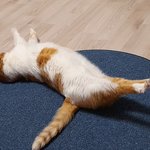 나의 동거묘 도칠이 2022년 2월 <b>일상들</b>..