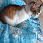 [고양이] 우리집 고양이 턱살 보고 가실께요ㅎ(사진<b>츄</b>가)