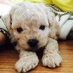 [더보이즈] <b>보리</b> 인절미같다