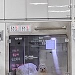 오늘 강아지 <b>퇴원</b>하면 좋겠다❤❤