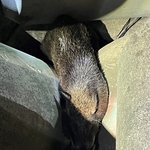 방파제에 빠진 멧돼지 <b>사살</b> 후 인양