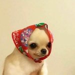 개강 싫다 대학가가싫어