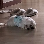 우리 강아지 더 <b>입원</b>해야할듯..